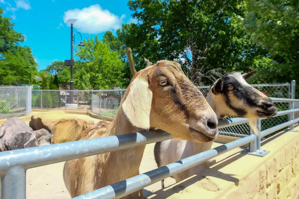 Núbijské Kozy Zoologické Zahradě Nebo Farmě Stojící Hledící Plotu — Stock fotografie