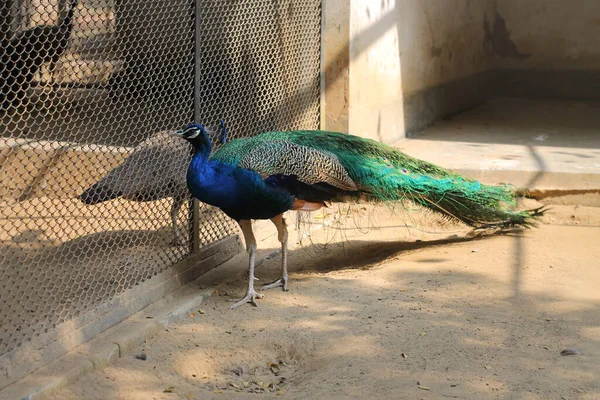 Прекрасний Елегантний Синій Чоловічий Павич Клітці Зоопарку — стокове фото
