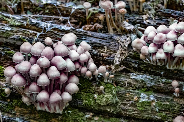 Een Close Shot Van Paddestoelen Groeien Boom — Stockfoto