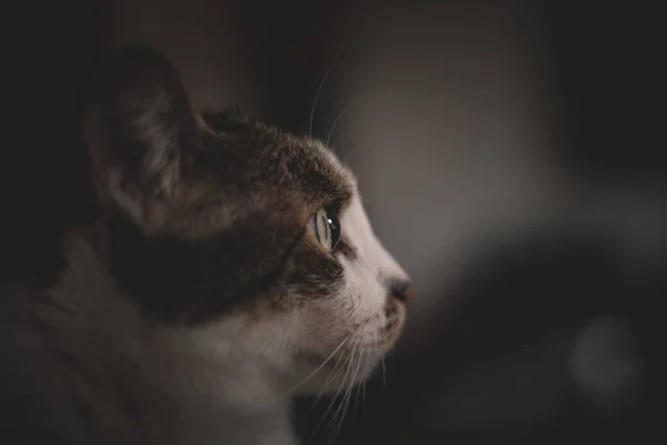 猫的头部在黑暗背景下的特写 — 图库照片