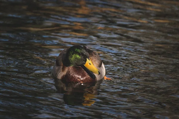 湖中一只野鸭的特写镜头 — 图库照片