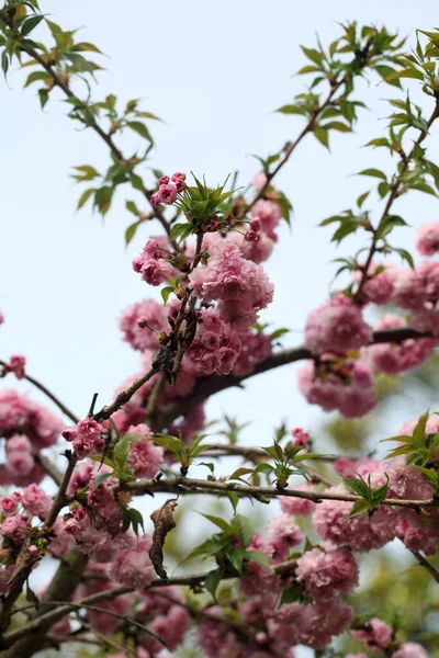 Foco Seletivo Flor Cereja Galhos Árvore Contra Fundo Turvo — Fotografia de Stock