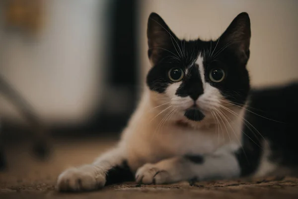 Gato Fofo Manchado Deitado Chão Olhando Fixamente Para Câmera — Fotografia de Stock