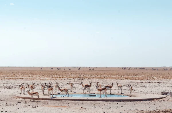 Etosha Namibia 2021 Encontrar Vida Silvestre Parque Nacional Etosha Una — Foto de Stock