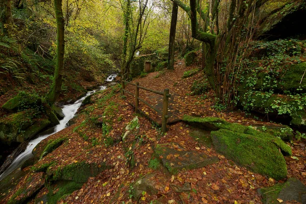 Una Hermosa Vista Bosque Cubierto Musgo Junto Río Galicia España — Foto de Stock