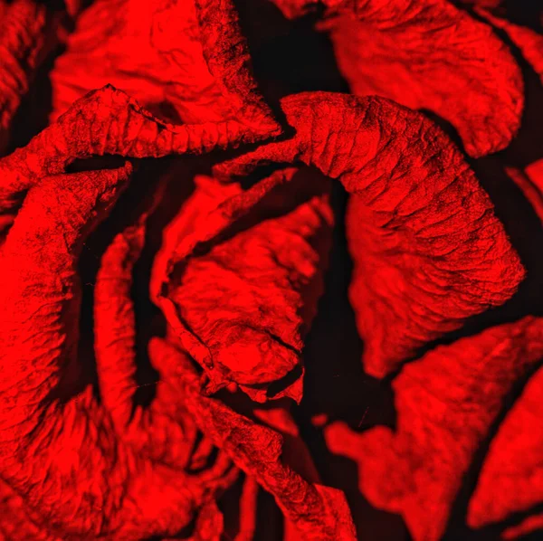 Макрознімок Пелюсток Червоної Троянди — стокове фото