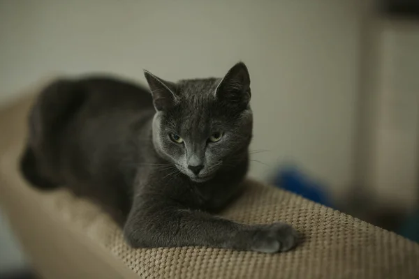 ソファの上に横たわる灰色の猫の選択的なフォーカスショット 狡猾な外観でカメラを見て — ストック写真