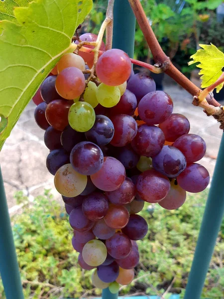 Trago Racimo Uvas — Foto de Stock