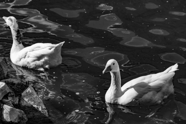 Grayscale Shot Two Adorable White Geese Swimming Wavy Water — Stock Photo, Image