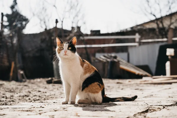 Gattino Carino Con Diversi Colori Seduti Terra — Foto Stock