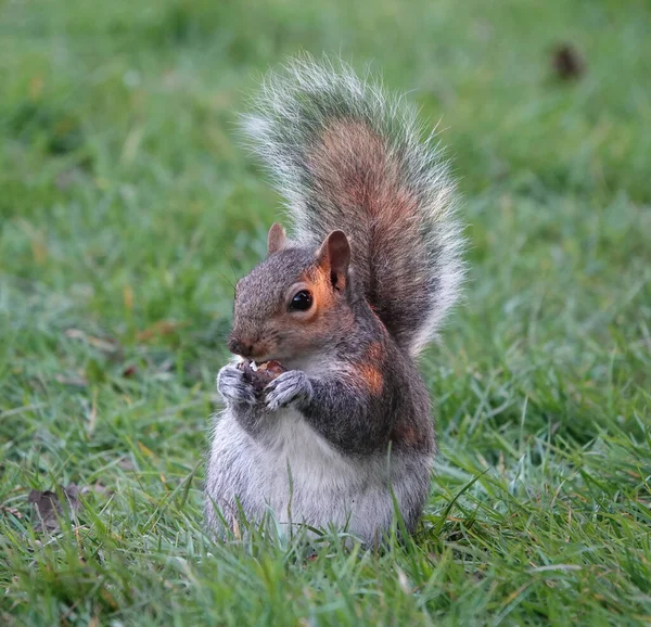 Nahaufnahme Eines Kleinen Eichhörnchens Auf Einer Wiese — Stockfoto