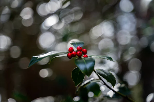 Μια Απαλή Εστίαση Ενός Φυτού Holly Κόκκινα Μούρα Φόντο Bokeh — Φωτογραφία Αρχείου