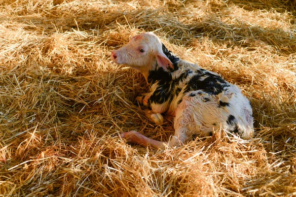 Egy Szalmán Fekvő Újszülött Holstein Borjú Portréja — Stock Fotó