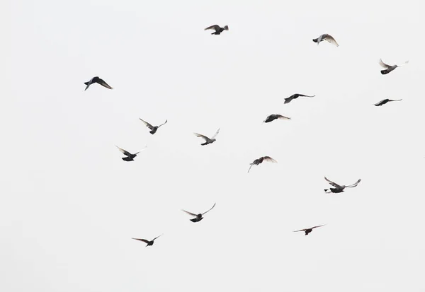 一群鸟儿在灰蒙蒙的天空背景下向右飞去 — 图库照片