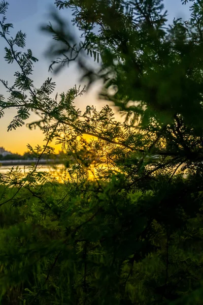 Günbatımı Arka Planında Yeşil Ağaç Dallarının Dikey Görüntüsü — Stok fotoğraf