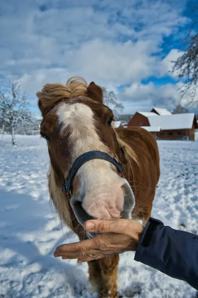 Colpo Verticale Una Persona Che Nutre Cavallo Bruno Ranch Ricoperto — Foto Stock