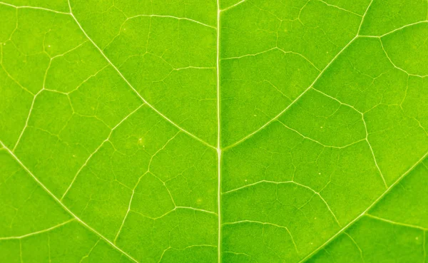 緑の葉のテクスチャのマクロショット — ストック写真