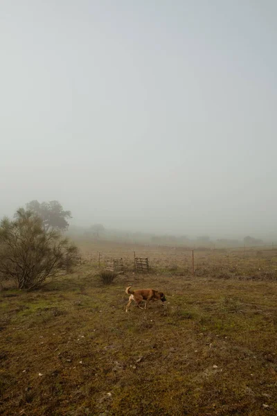 Tiro Vertical Perro Amarillo Campo Niebla —  Fotos de Stock