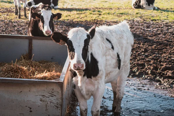 Krowy Stojące Wodzie Jedzące Suchą Trawę Hodowcy Bydła — Zdjęcie stockowe