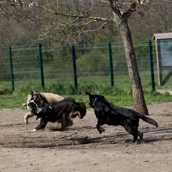Σκυλιά Που Μάχονται Πάρκο Σκύλων Υπάρχει Ένα Λαμπραντόρ Ριτρίβερ Ένα — Φωτογραφία Αρχείου