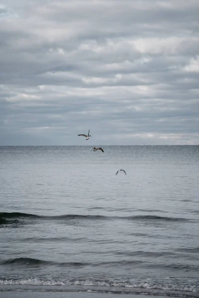 Tiro Vertical Gaviotas Volando Sobre Mar — Foto de Stock