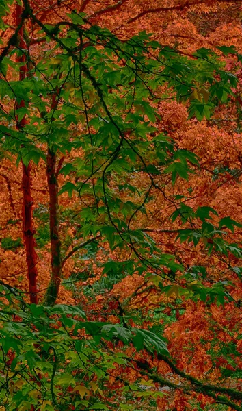 Colpo Verticale Alberi Con Foglie Colorate Washington Park Arboretum Seattle — Foto Stock