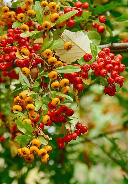 Ein Vertikaler Schuss Eschenbeeren Washington Park Arboretum Seattle Usa — Stockfoto