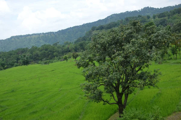 Uma Mangueira Verde Com Fruta Crua Crescendo Campo — Fotografia de Stock