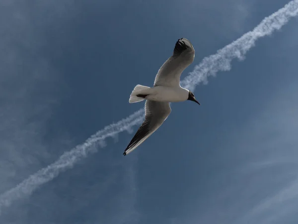 Low Angle Brown Headed Gull Flying Wispy Sky — Stock Photo, Image