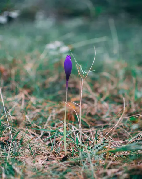 Pionowe Ujęcie Kwitnącego Purpurowego Krokusa Kwiat — Zdjęcie stockowe