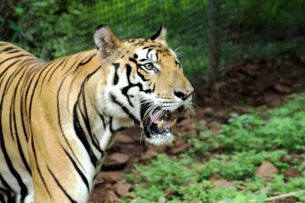 Closeup Roaring Bengal Tiger Zoo Daylight Blurry Background — Stock Photo, Image