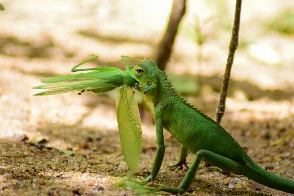 Una Pequeña Iguana Verde Comiendo Saltamontes Sobre Fondo Borroso —  Fotos de Stock