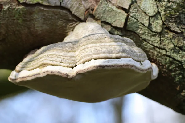 木のキノコのクローズアップショット Fomitopsideae — ストック写真