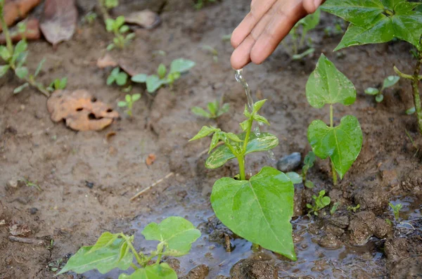 Processus Arrosage Une Plante Avec Les Mains — Photo