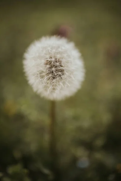 Plan Macro Vertical Pissenlit Blanc Dans Champ Vert Herbe Feuilles — Photo