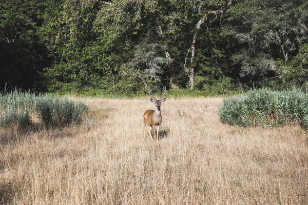Une Belle Vue Cerf Debout Sur Une Prairie Herbe Sèche — Photo