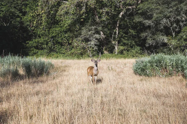 Een Prachtig Uitzicht Een Hert Dat Een Droog Grasveld Staat — Stockfoto