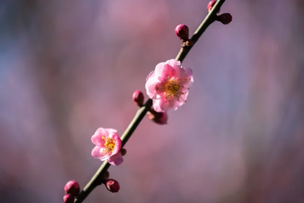 분홍색 가지의 선택적 — 스톡 사진