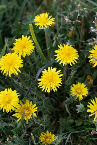 Una Vista Dall Alto Bellissimi Fiori Tarassaco — Foto Stock