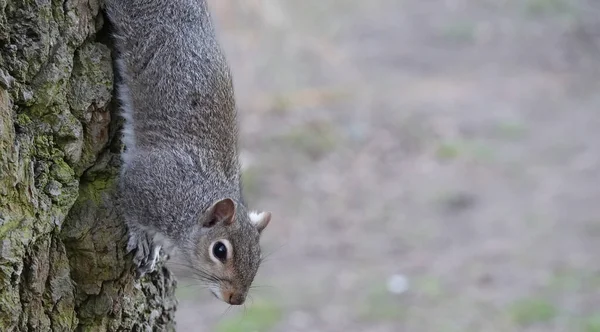 Zbliżenie Ujęcia Małej Wiewiórki Drzewie — Zdjęcie stockowe