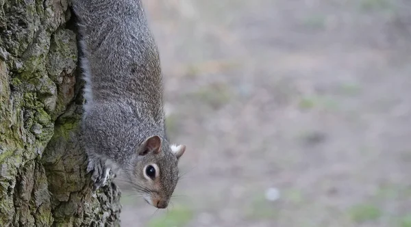 Tiro Close Pequeno Esquilo Uma Árvore — Fotografia de Stock