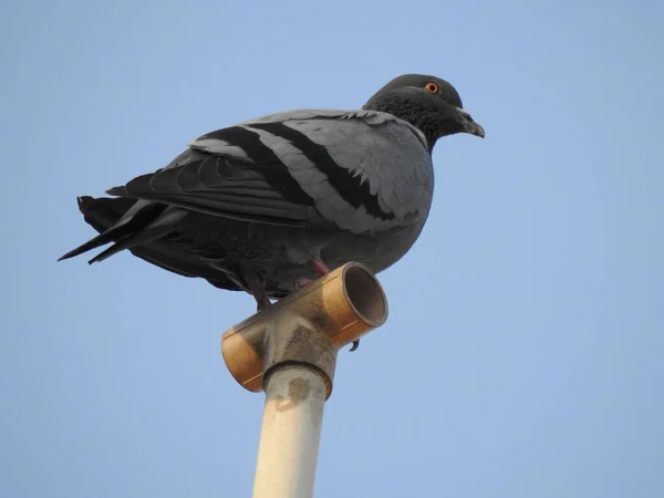 Pombo Cinza Preto Empoleirado Tubo Contra Céu Azul — Fotografia de Stock