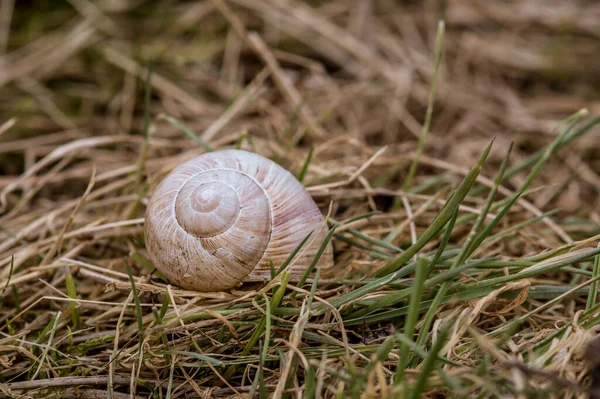 Detailní Záběr Ulity Šneka Rozmazaném Pozadí — Stock fotografie