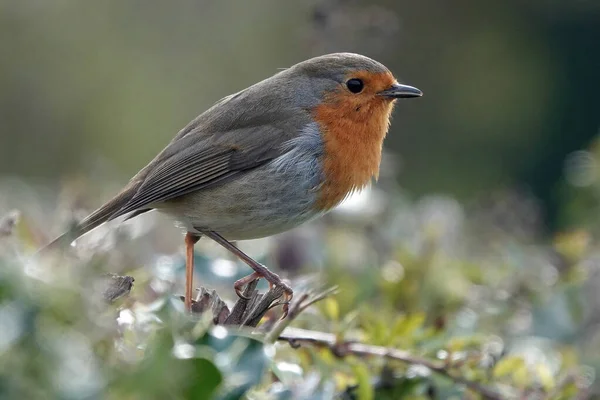 Primer Plano Pájaro Robin Europeo Común —  Fotos de Stock