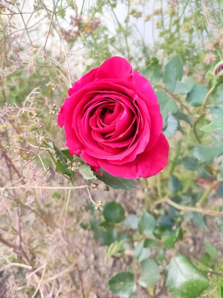 Tiro Seletivo Foco Rosa Vermelha Jardim — Fotografia de Stock