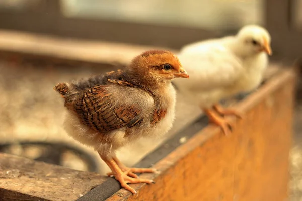 Pequeño Pollito Marrón Posado Sobre Una Superficie Madera —  Fotos de Stock