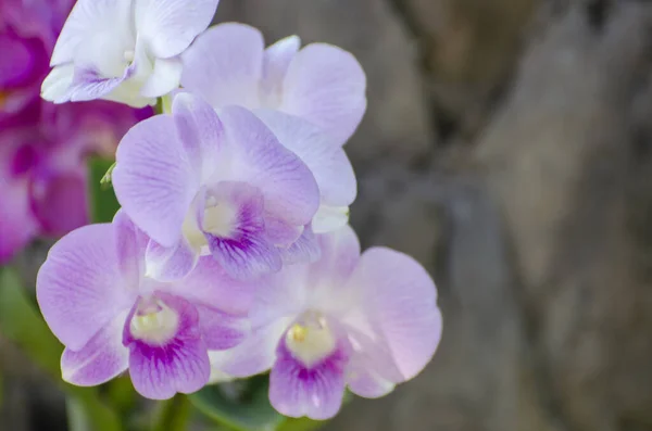 Strzał Piękny Purpurowy Phalaenopsis Orchidea Kwiaty Ogrodzie — Zdjęcie stockowe