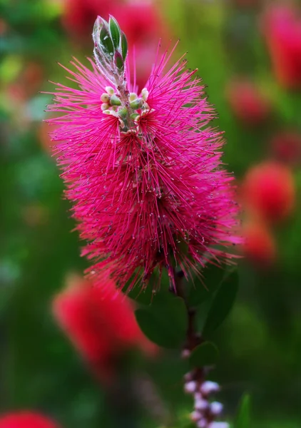 Valikoiva Painopiste Vaaleanpunainen Pulloharjat Puutarhassa — kuvapankkivalokuva