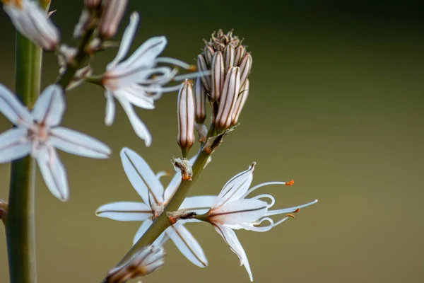 Egy Elágazó Aszfoddel Növény Közelsége Virágzó Virágokkal — Stock Fotó