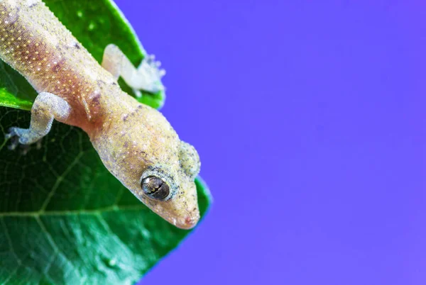 Closeup Shot Gecko Green Leaf — Stock Photo, Image